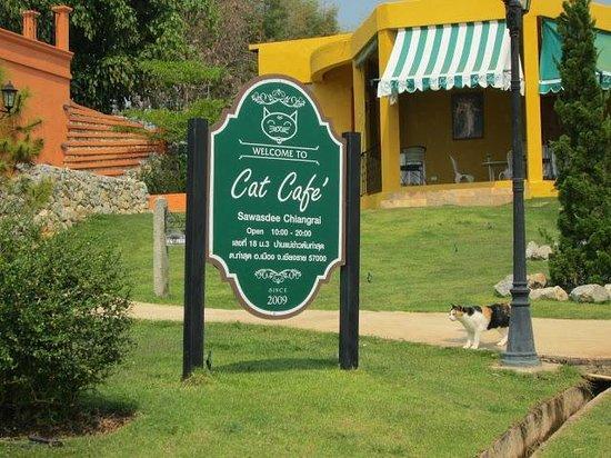 Sawasdee Chiang Rai Cat Cafe